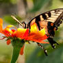 Tiger Swallowtail 5