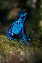 Poison Dart Frog 1