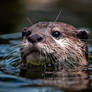 River Otters 6