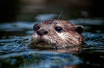 River Otters 7 by CharlesWb