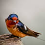 Barn Swallow