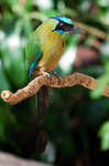 Blue-crowned Motmot by CharlesWb