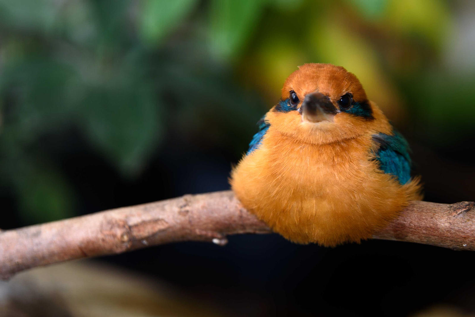Micronesian Kingfisher 1