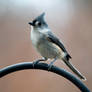 Tufted Titmouse 1