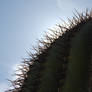 sun behind cactus