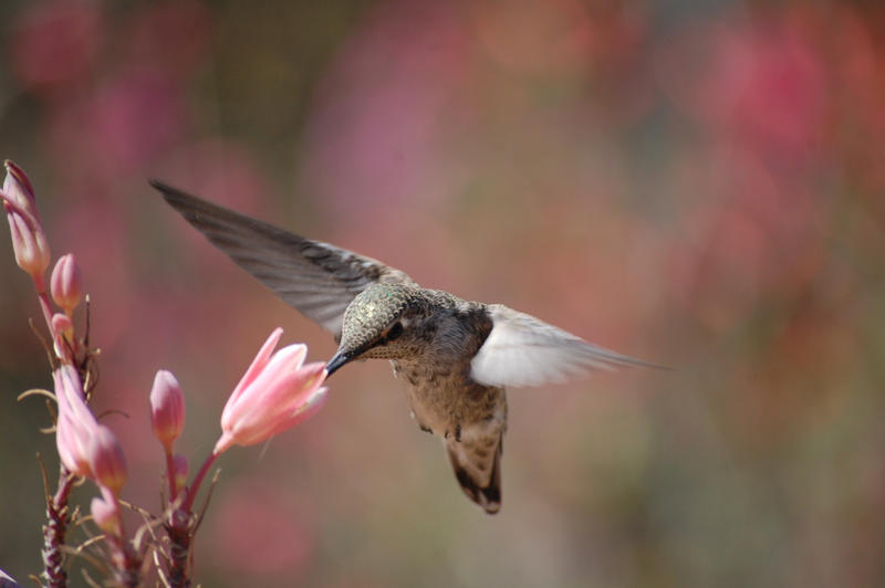 hummingbird and a pink flower