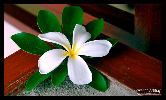 Flower on Ashtray