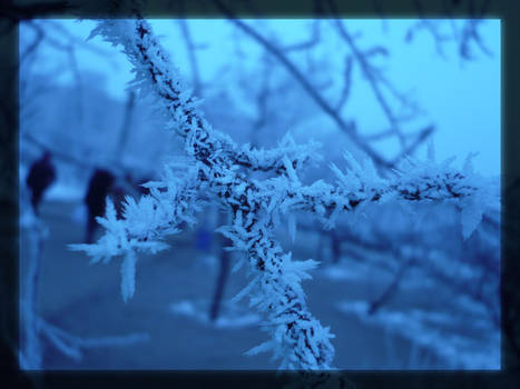 Frozen tree...