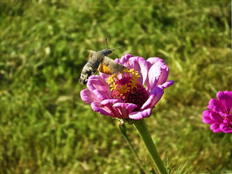 Butterfly collecting pollen