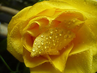 Soft and yellow...rose