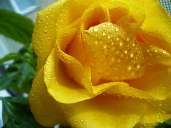 2nd Yellow Rose...