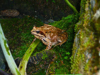 Red mountain frog