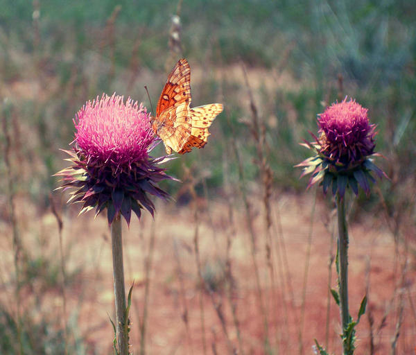 Butterfly Thistle