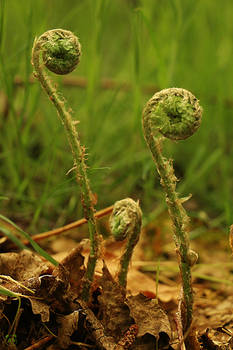 Young ferns