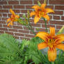 orange lillies with bricks