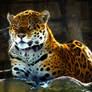 Jaguar - A Decent Pose ... 1