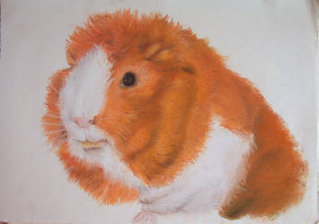 Plukkie the guinea pig