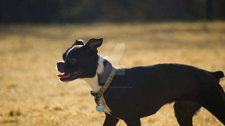 Happy Grin