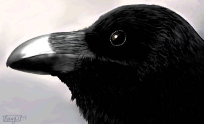 Corvus corax goes digital
