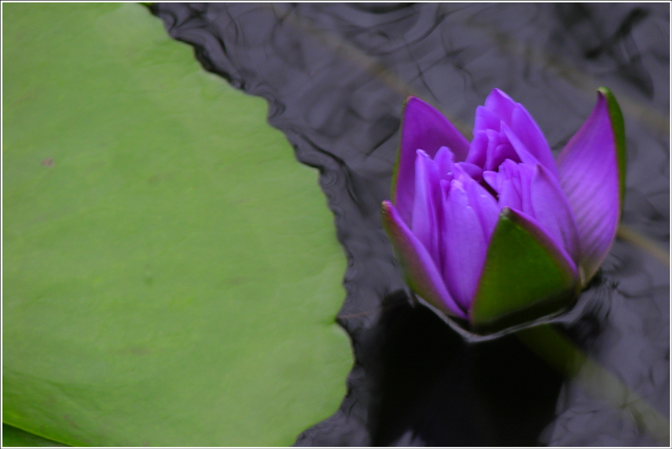 Electric Blue Water Lily