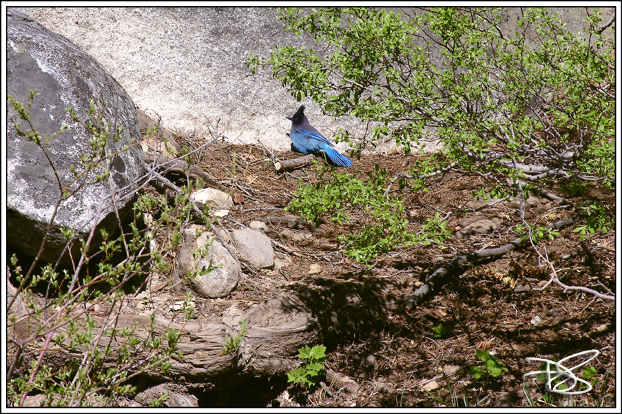 Peek-A-Blue Jay