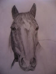 My First Proper Horse Drawing