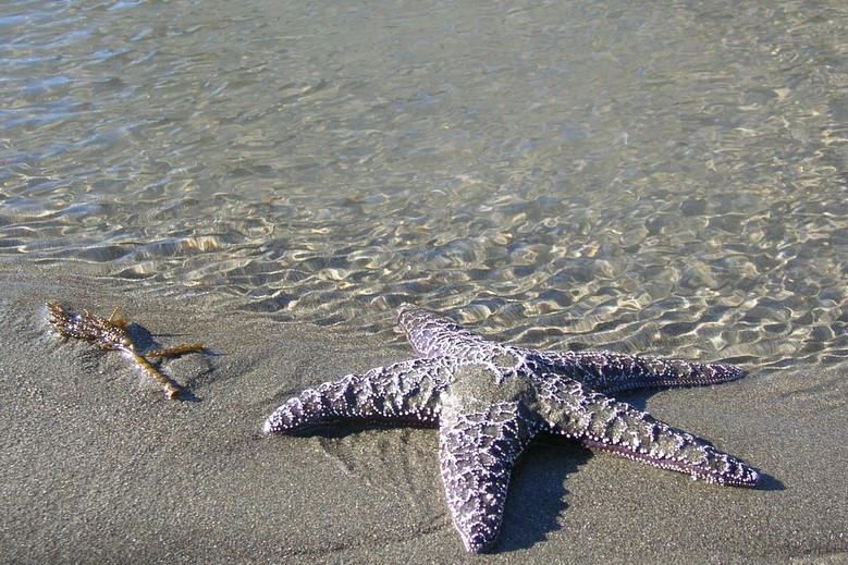 Starfish Track Starfish Tracks... by elohveeE419 on DeviantArt