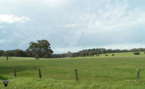 Blue Sky Meadow