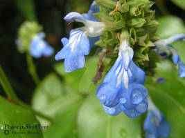 Bog Sage blue flowers