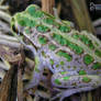 Little Green Tree Frog