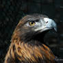 Regal Aquila