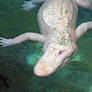 Albino Alligator