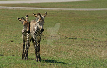 Baby Zebra Mischief 12