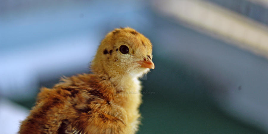 The Curious Chick