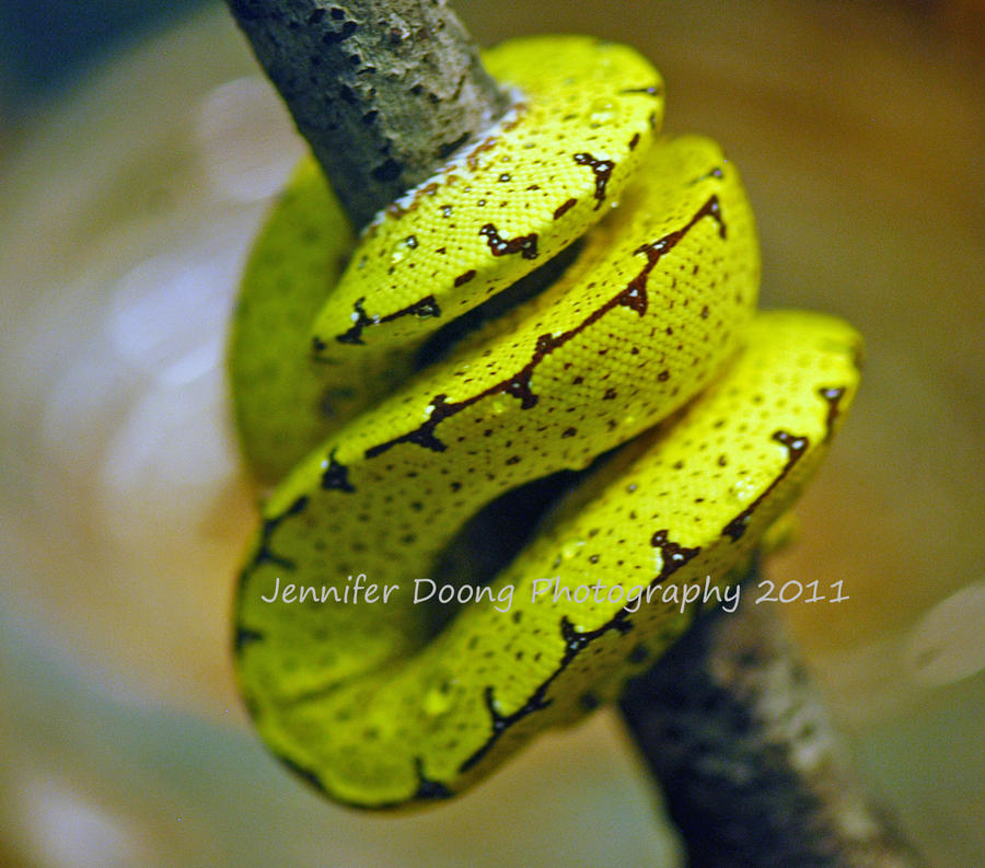Baby Tree Python's Baby Tree Python by MorrighanGW on DeviantArt