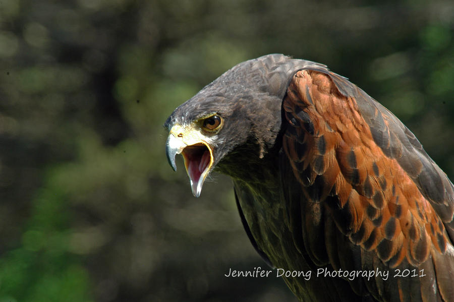 Calling Harris Hawk