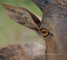 Aoudad Squared