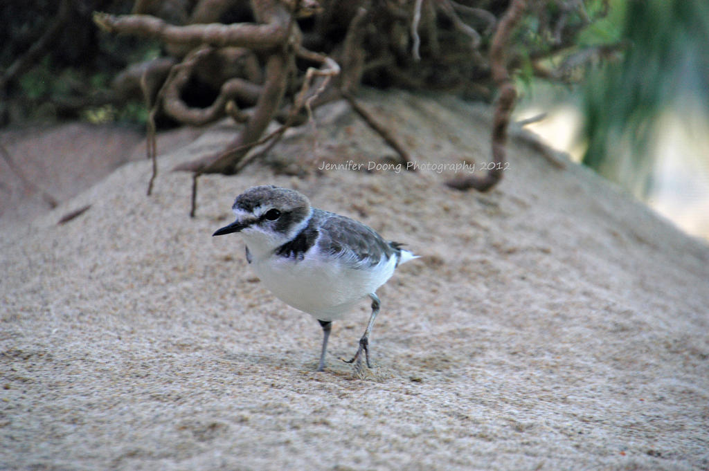 Snowy Plover 1