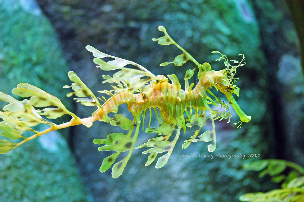 The Delicate Leafy Sea Dragon