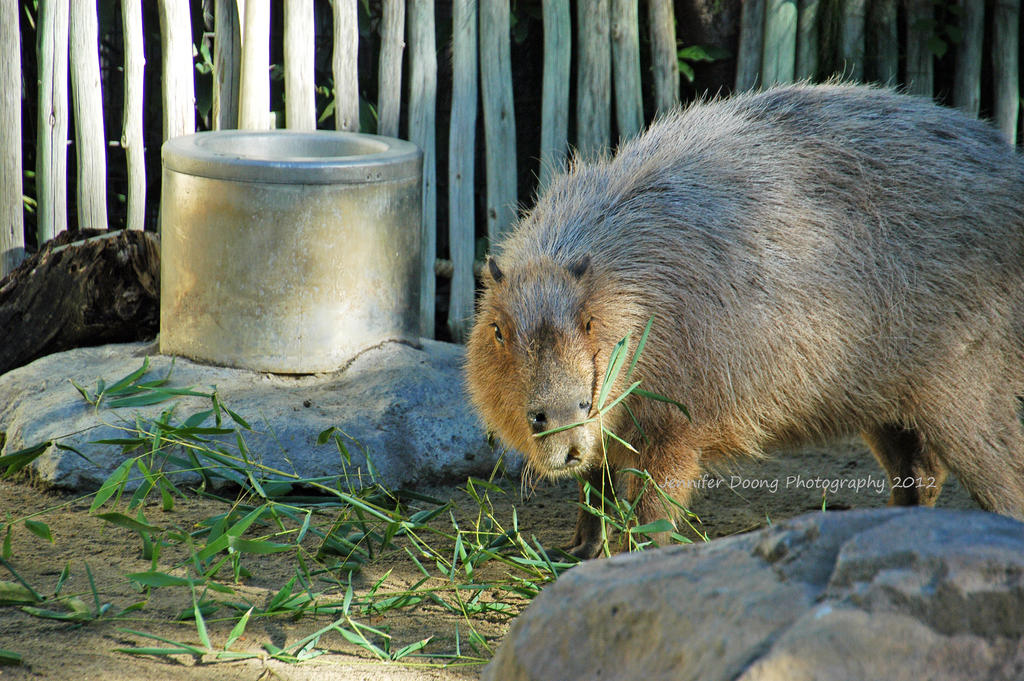 Bamboo is Tasty Nibbles