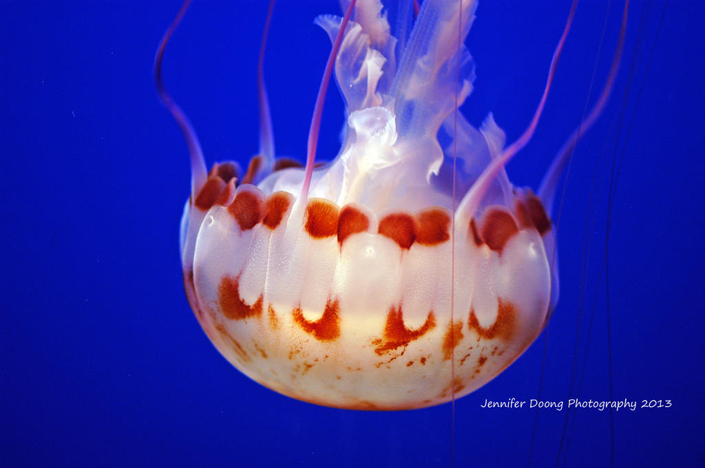 Purple-Striped Jelly