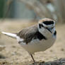 Snowy Plover 3