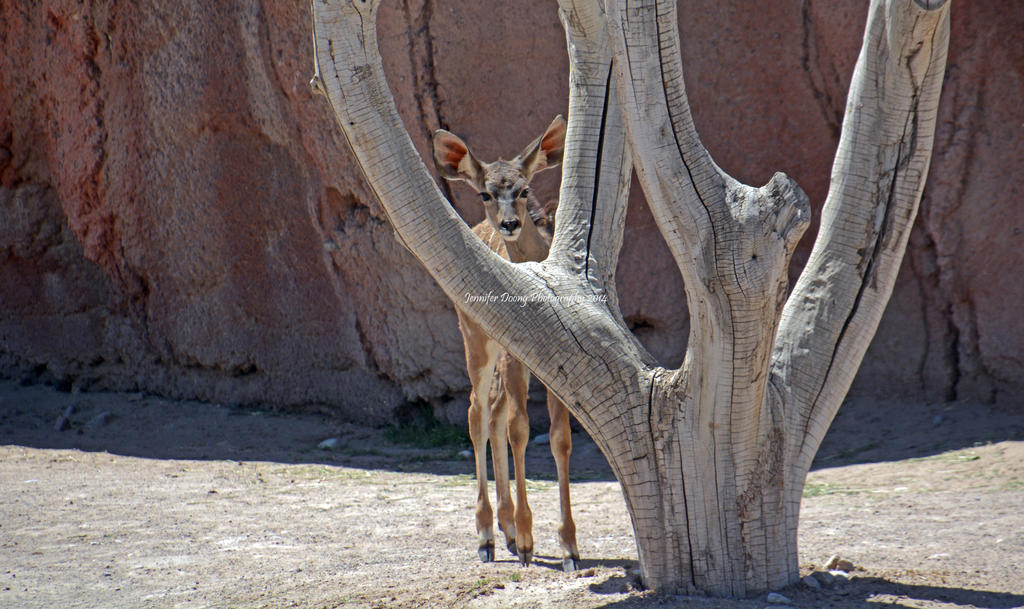 Peekaboo