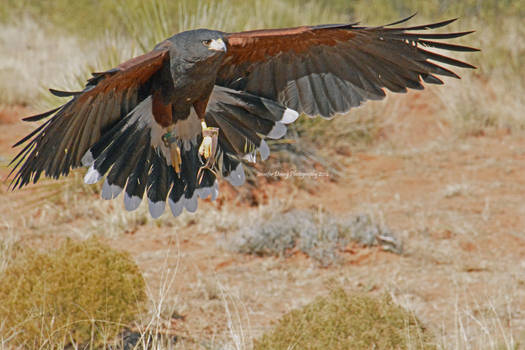 Incoming Feathers