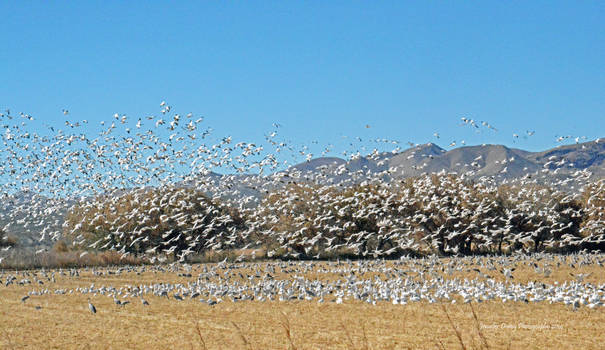 An Explosion of White 5