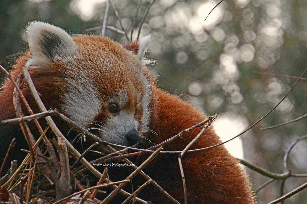 Red Panda Portrait