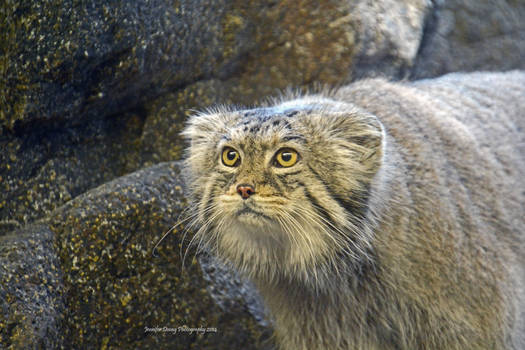 Pallas Cat Portrait