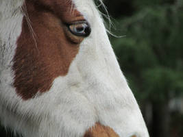 Blue Eyes