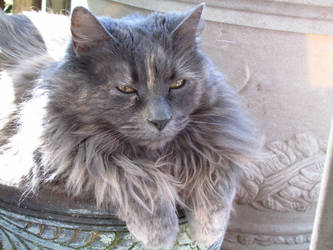 Planter Kitty