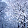 Snow covered trees